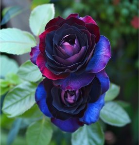 Роза Скарлет Рэвери купить по цене от 489р. в интернет-магазине «Посадика» с доставкой почтой в в Баймаке и по всей России – [изображение №1].