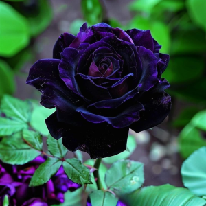 Роза Блэк Пантер купить по цене от 319р. в интернет-магазине «Посадика» с доставкой почтой в в Баймаке и по всей России – [изображение №1].