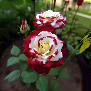 Роза Роял Глом купить по цене от 401р. в интернет-магазине «Посадика» с доставкой почтой в в Баймаке и по всей России – [изображение №1].