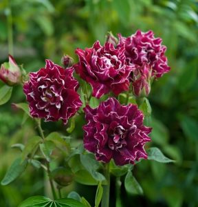 Роза Опаловый Пейзаж купить по цене от 490р. в интернет-магазине «Посадика» с доставкой почтой в в Баймаке и по всей России – [изображение №1].