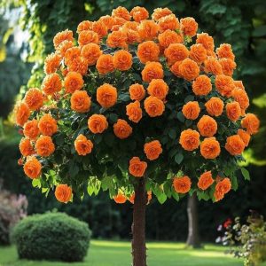 Роза Солнечный Шарм купить по цене от 349р. в интернет-магазине «Посадика» с доставкой почтой в в Баймаке и по всей России – [изображение №1].