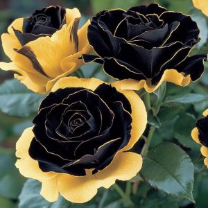 Роза Ханни Сикл купить по цене от 700р. в интернет-магазине «Посадика» с доставкой почтой в в Баймаке и по всей России – [изображение №1].