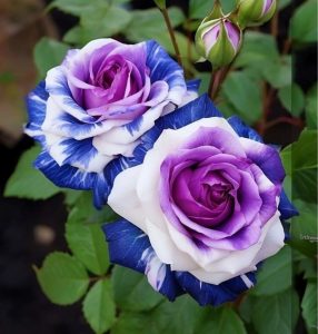 Роза Айвори Каскад купить по цене от 420р. в интернет-магазине «Посадика» с доставкой почтой в в Баймаке и по всей России – [изображение №1].