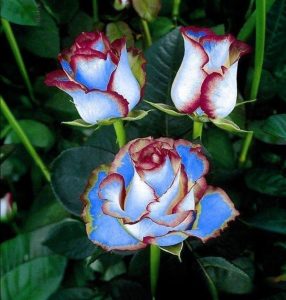 Роза Сафайер Пэтл купить по цене от 450р. в интернет-магазине «Посадика» с доставкой почтой в в Баймаке и по всей России – [изображение №1].