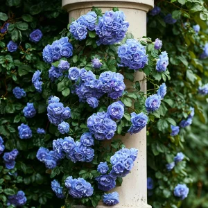 Роза плетистая Блю Перпл купить по цене от 540р. в интернет-магазине «Посадика» с доставкой почтой в в Баймаке и по всей России – [изображение №1].